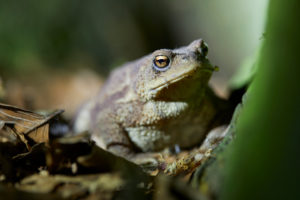 Common toad, Bufo bufo Common toad, Bufo bufo